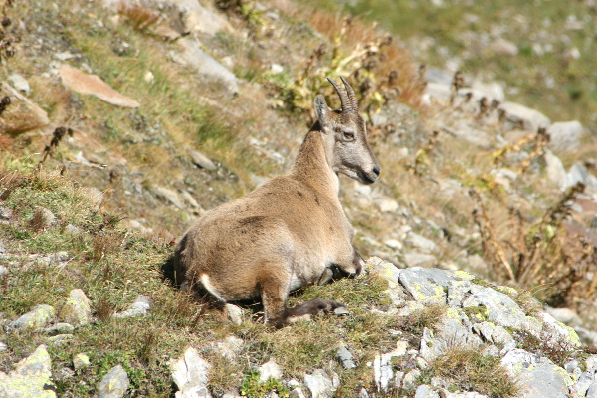 Eine Steinbock-Gei ruht in den Tessiner Alpen; 20.09.2015