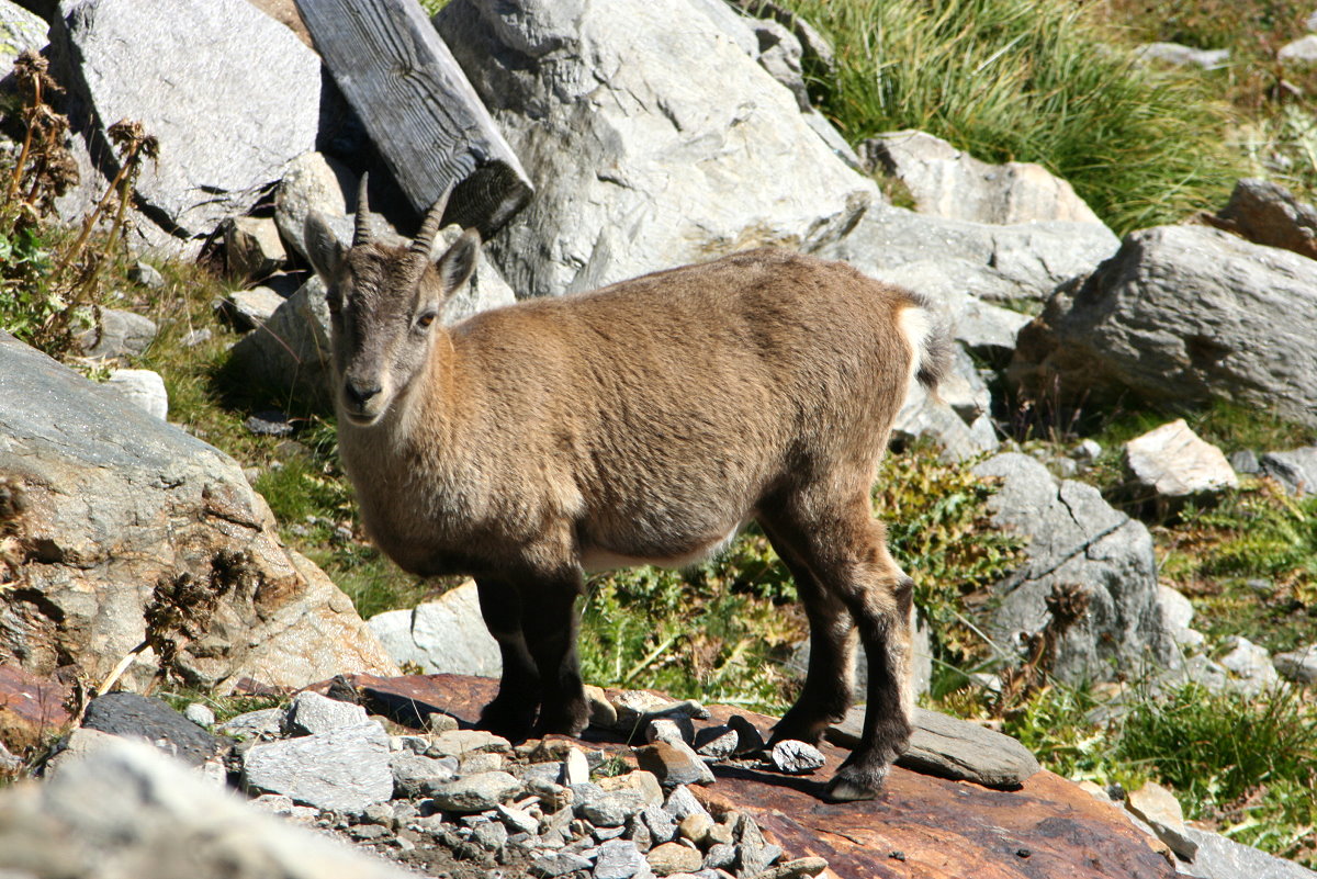 Eine Steinbock-Gei in den Tessiner Alpen; 20.09.2015