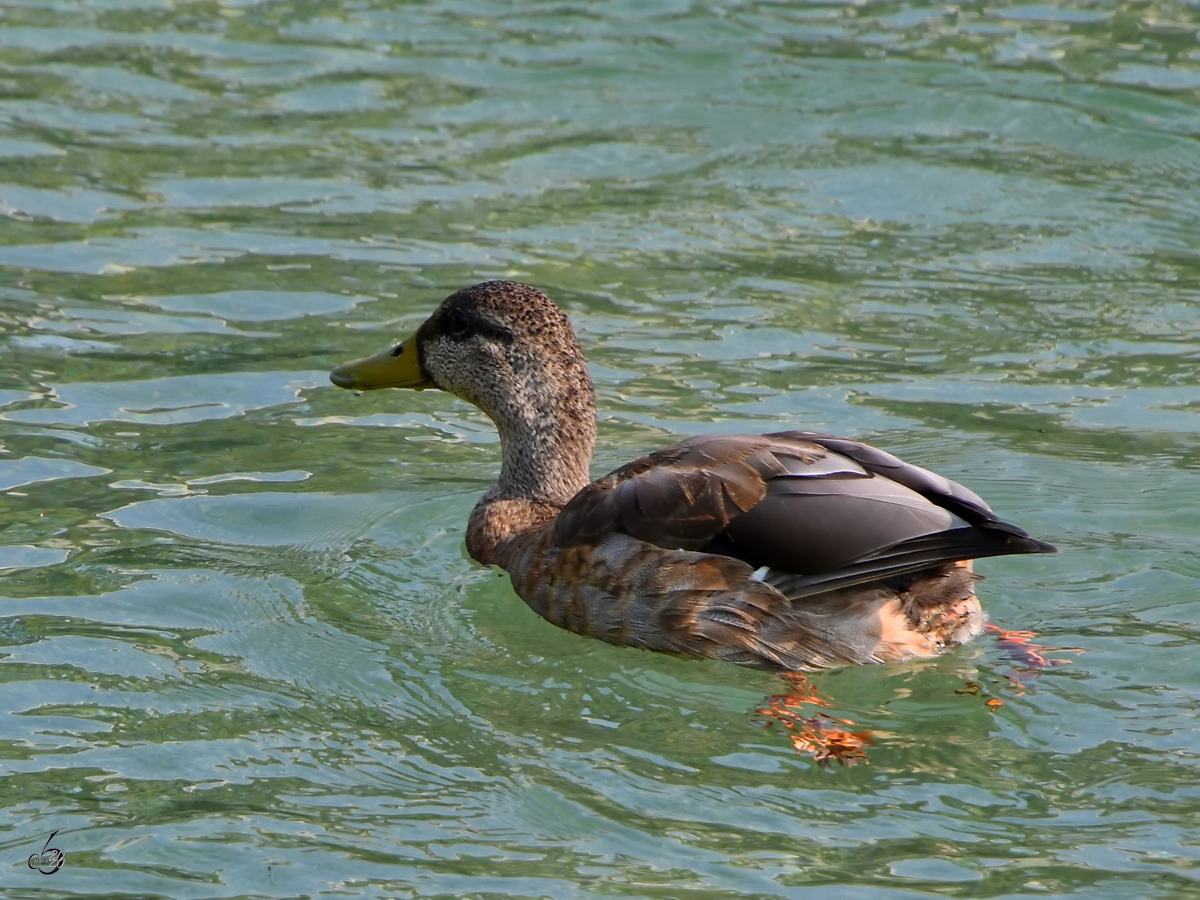 Eine Stockente auf der Traun. (Traunstein, August 2020)