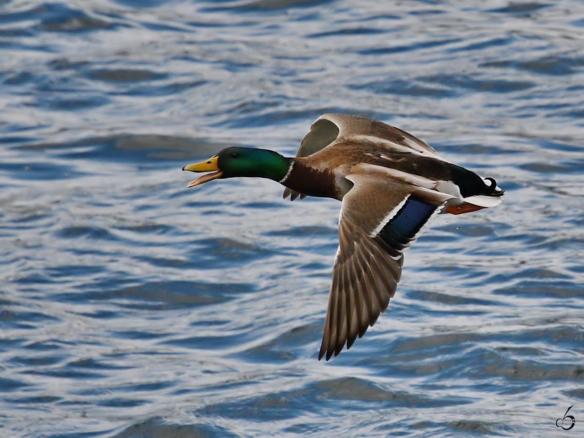 Eine Stockente im Flug ber der Trave. (Priwall, Mai 2023)