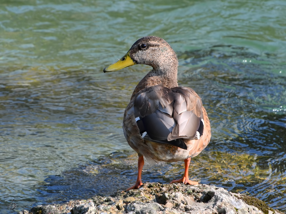 Eine Stockente ruht sich in der Nhe der Traun aus. (Traunstein, August 2020)