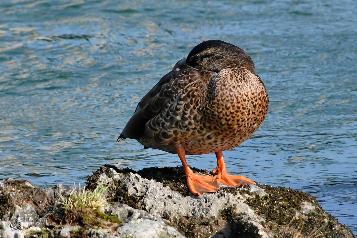 Eine Stockente ruht sich in Traunstein aus. (August 2020)