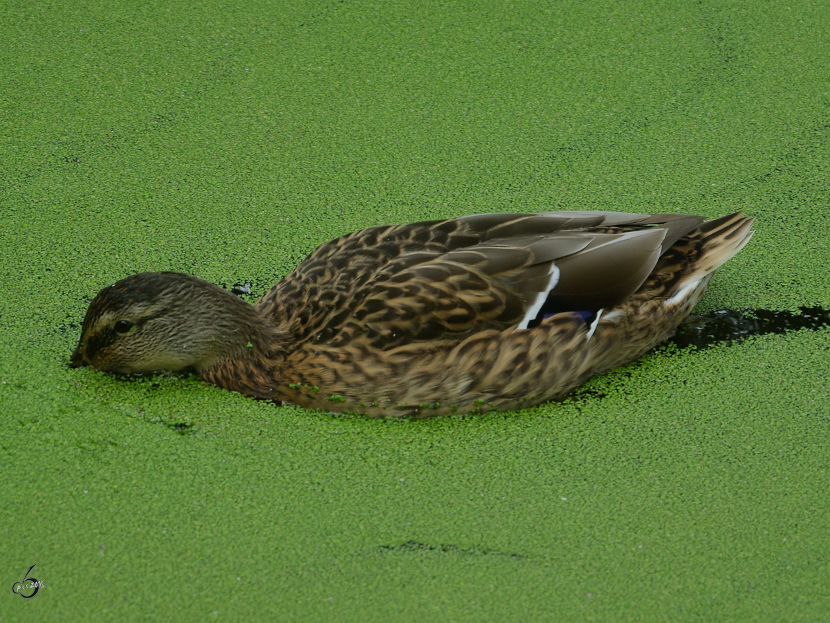 Eine Stockente schnbelt im trben Wasser. (Gelsenkirchen, September 2008)