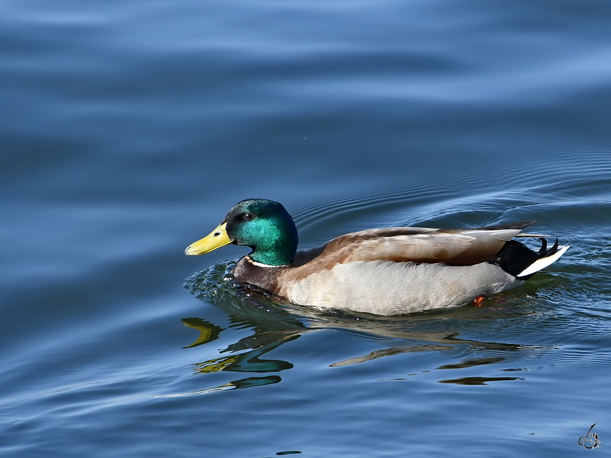 Eine Stockente schwimmt auf der Trave. (Priwall, Mrz 2022)