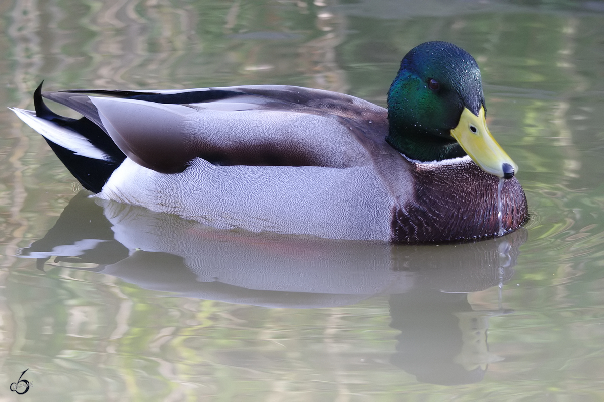 Eine Stockente schwimmt im Wasser. (Gelsenkirchen, September 2009)