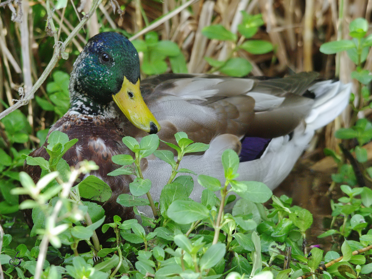 Eine Stockente wartet im Gras. (Gelsenkirchen, September 2009)