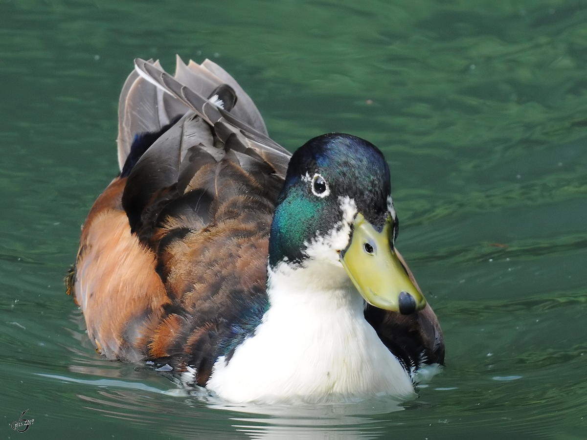 Eine Stockente im Zoo Dortmund. (Juni 2010)