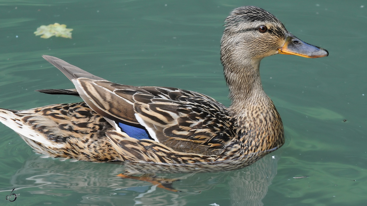 Eine Stockente im Zoo Dortmund. (Juni 2010) 