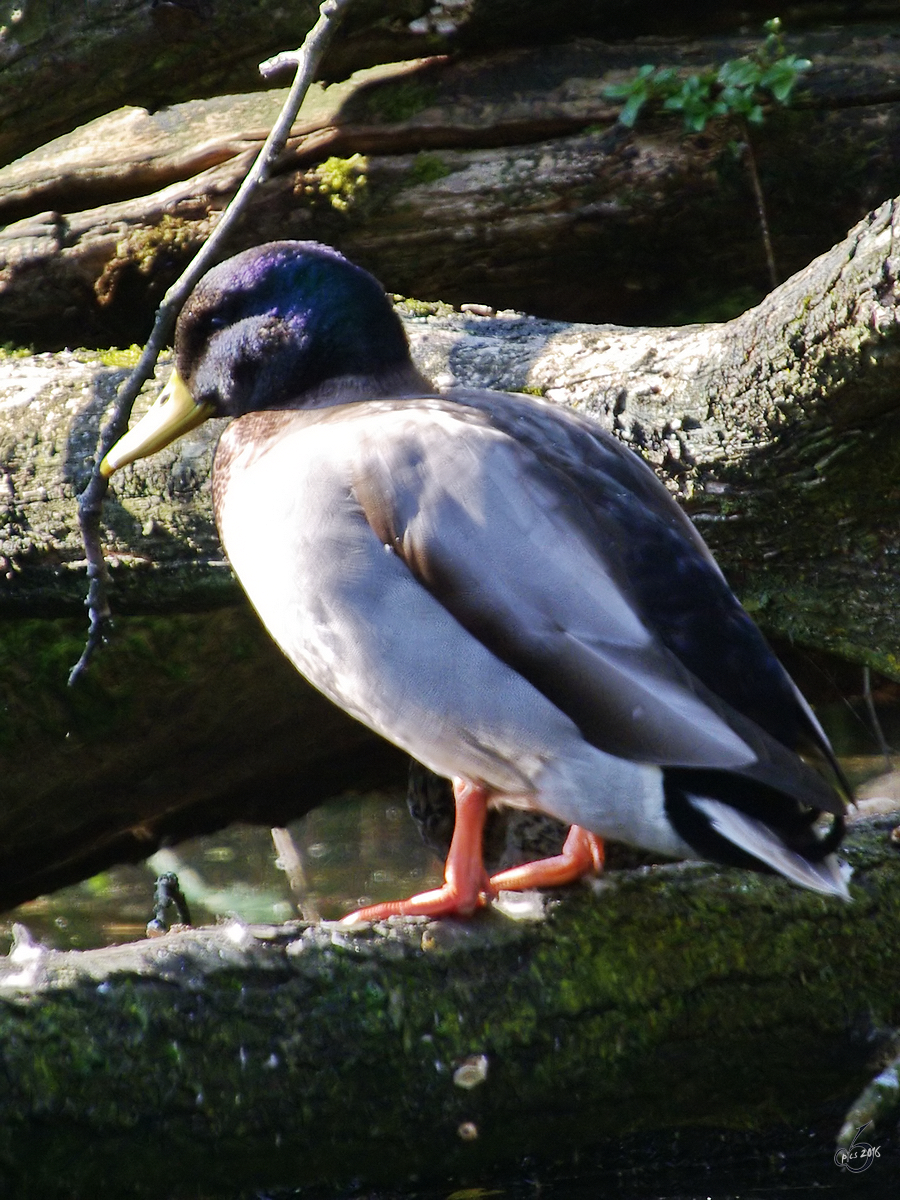 Eine Stockente im Zoo Dortmund. (September 2008)