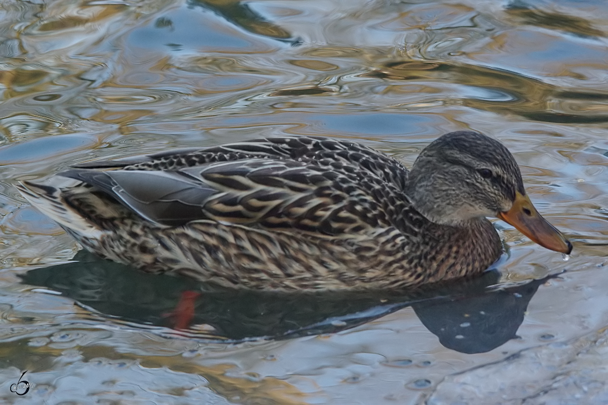 Eine Stockente im Zoo Wuppertal. (Januar 2009)