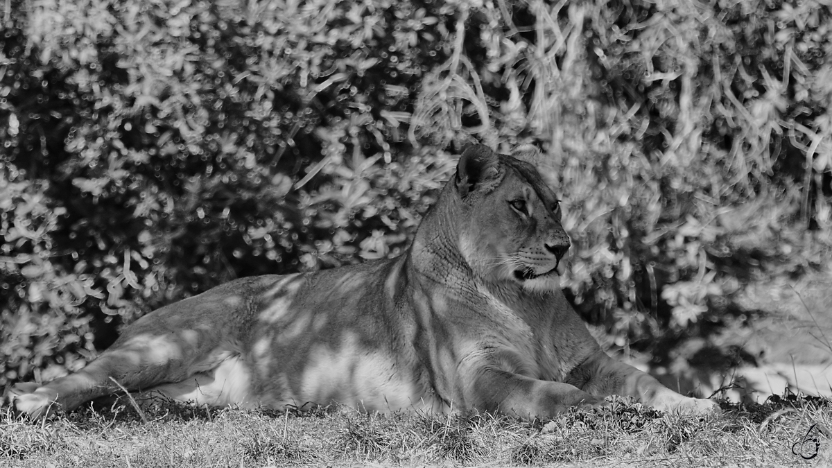 Eine stolze Lwin geniet ihre Ruhe. (Zoo Madrid, Dezember 2010) 