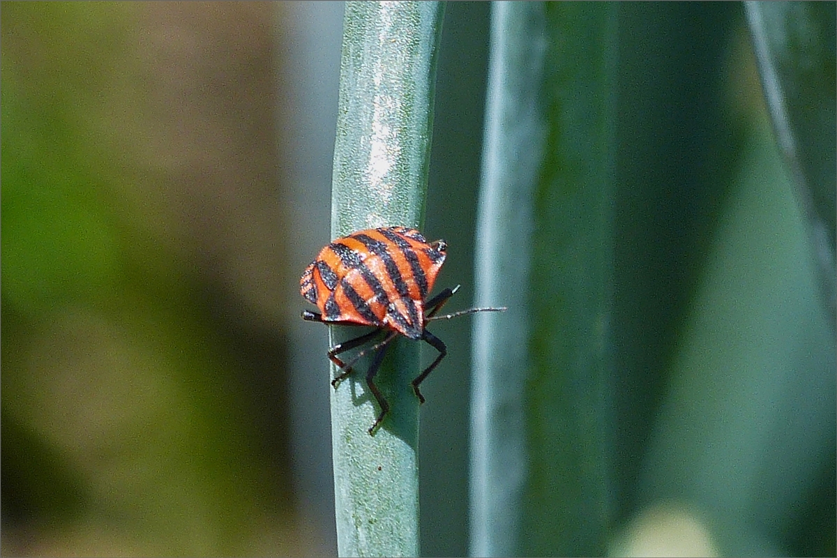 Eine Streifenwanze, gesehen in unserem Garten. 05.07.2019.