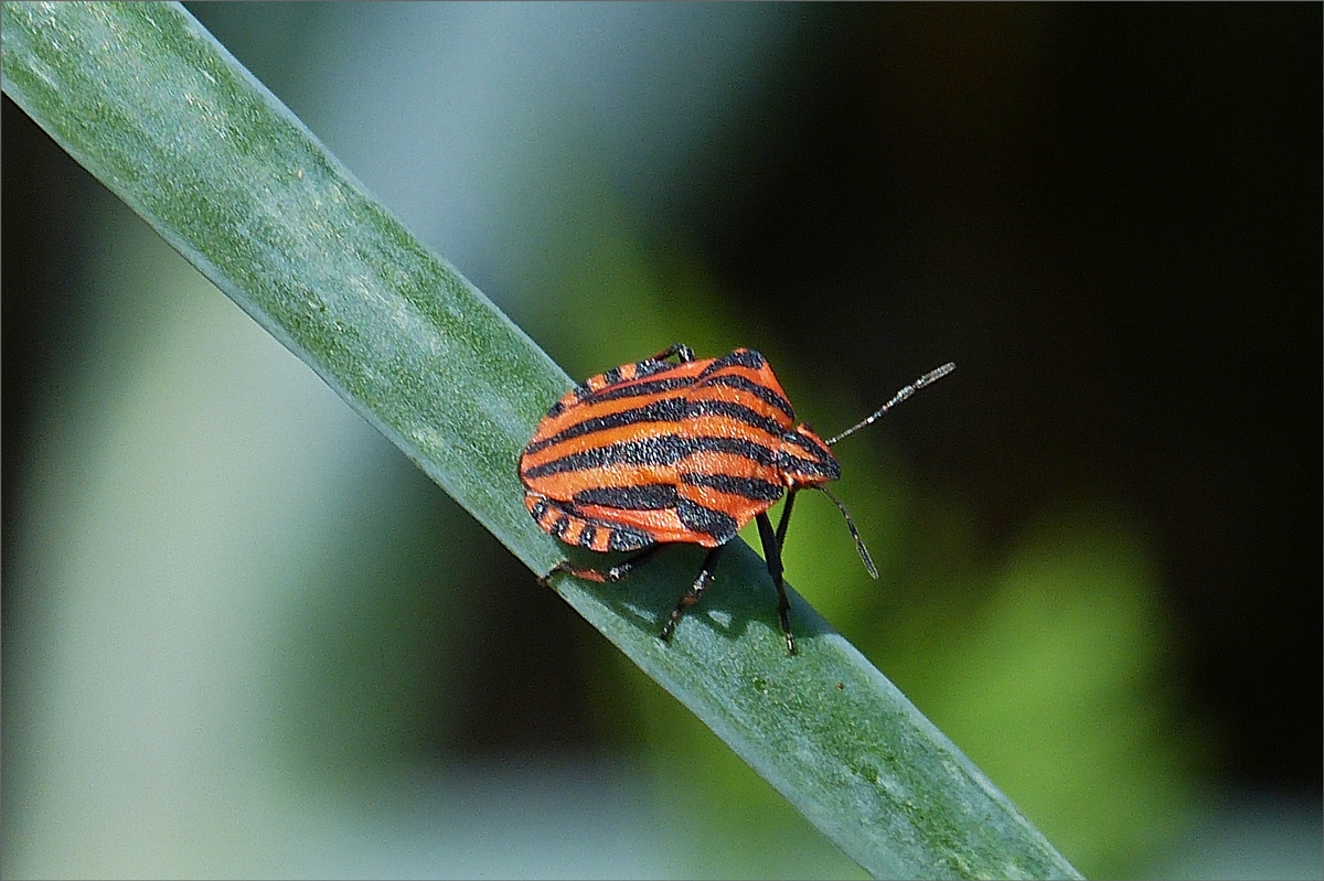 Eine Streifenwanze, gesehen in unserem Garten. 05.07.2019.