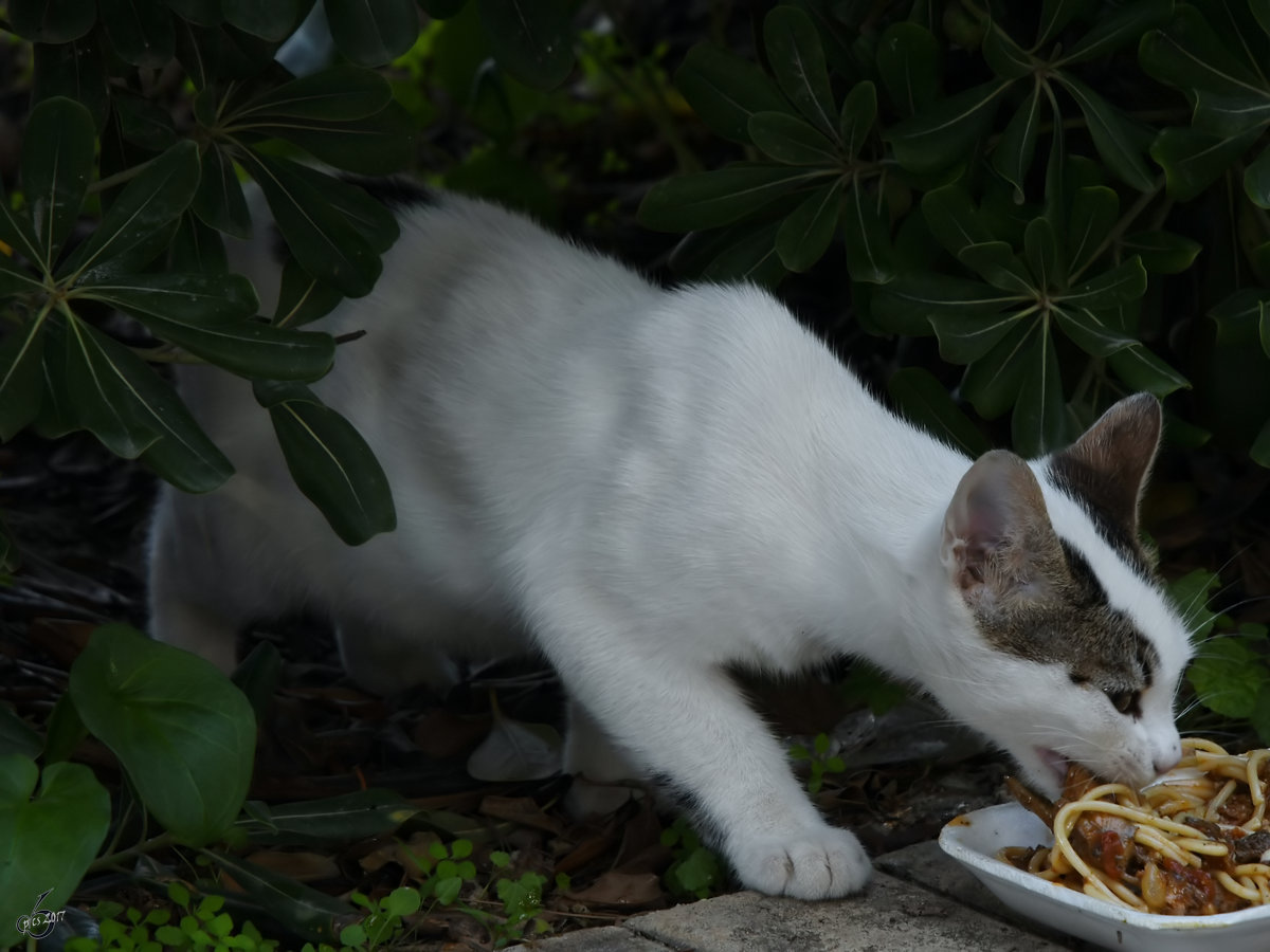 Eine streunende Katze auf Malta macht die Beute des Tages. (Oktober 2017)