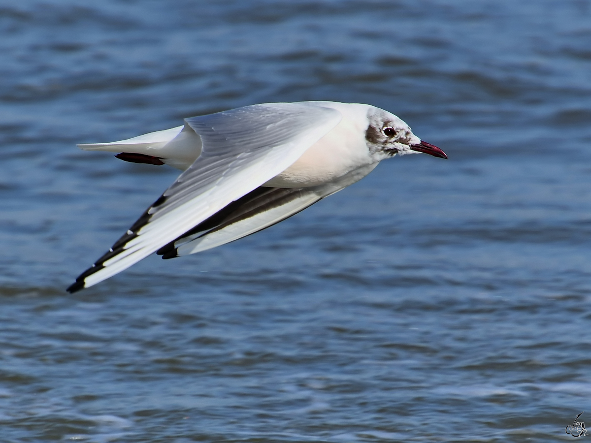 Eine Sturmmwe berfliegt den Ostseestrand. (Priwall, Mrz 2022)