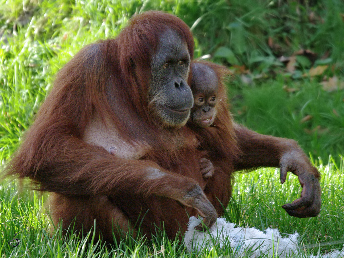 Eine Sumatra-Orang-Utan-Dame mit ihrem neugierigen Nachwuchs im Zoo Dortmund. (November 2009)