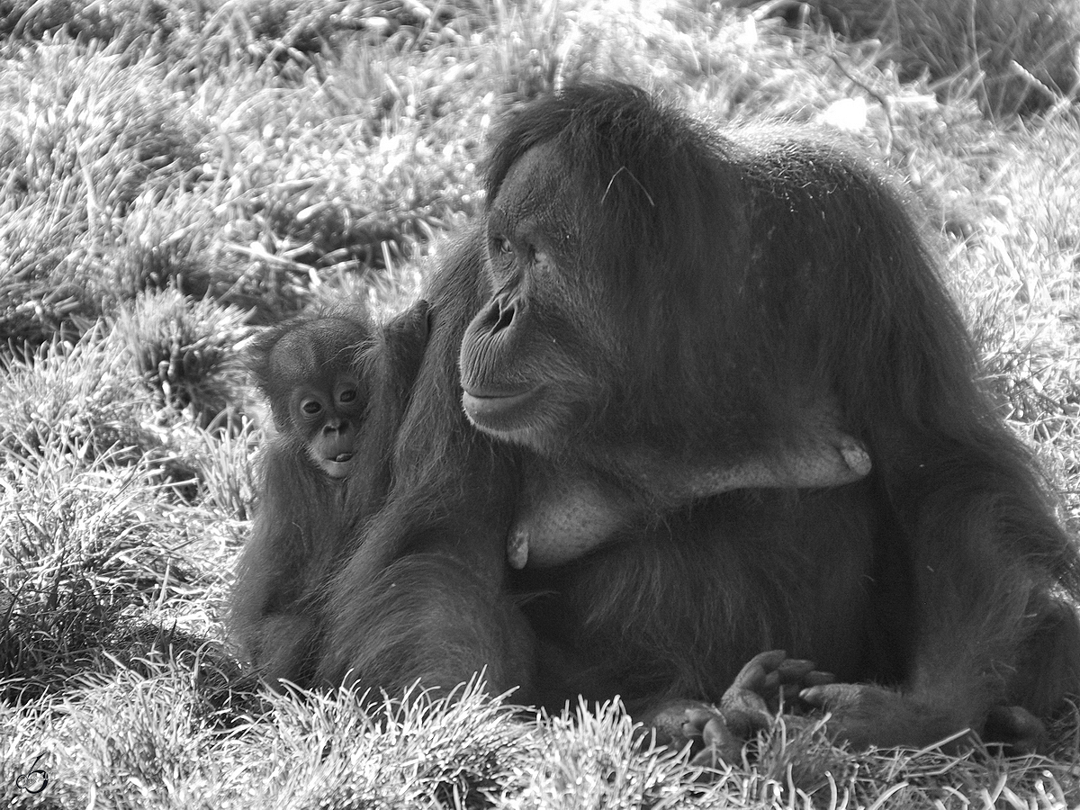 Eine Sumatra-Orang-Utan-Mutter mit Nachwuchs im Zoo Dortmund. (September 2008)