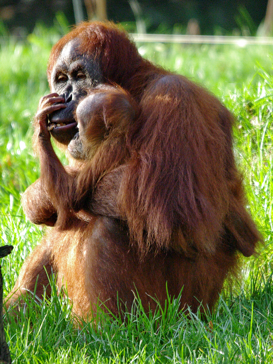 Eine Sumatra-Orang-Utan-Mutter mit Nachwuchs im Zoo Dortmund. (November 2008)