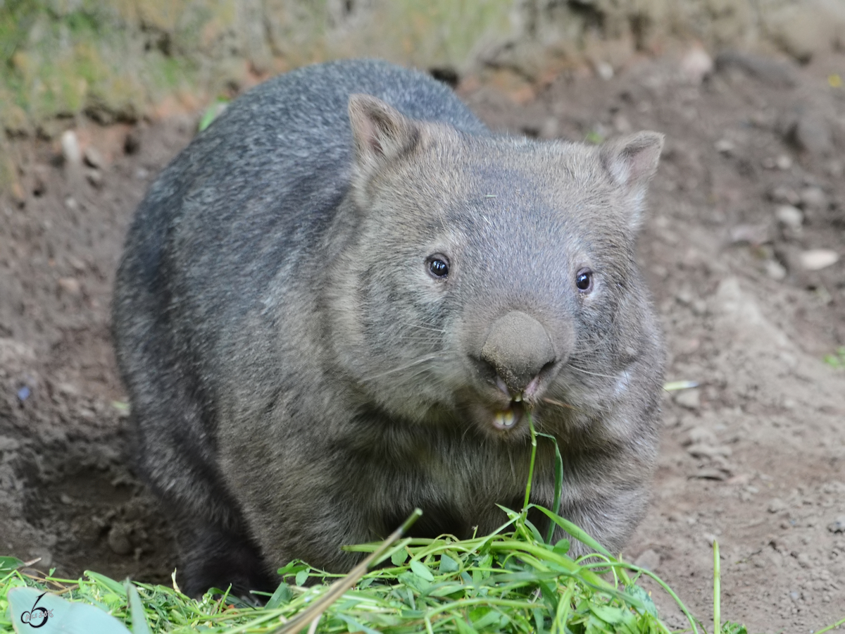 Eine Tasmanischer Nacktnasenwombat im Zoo Duisburg. (Juli 2013)