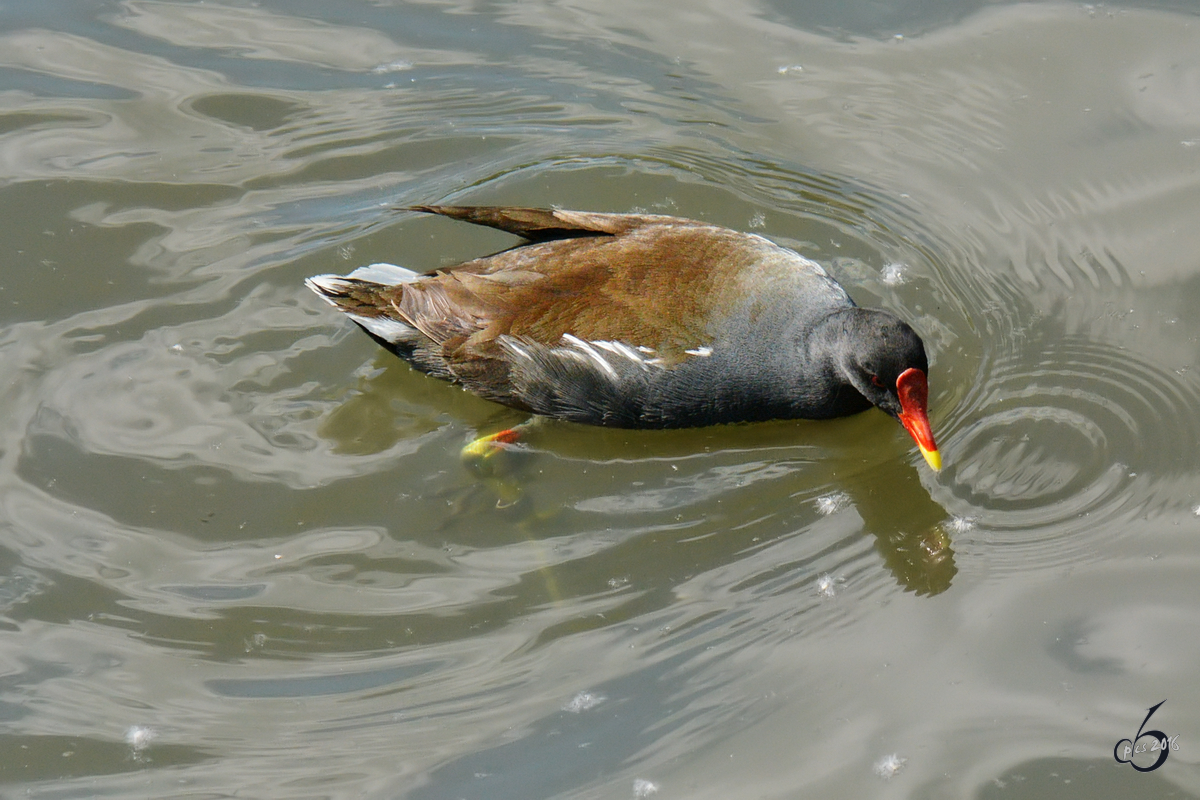 Eine Teichralle auf dem mminger See