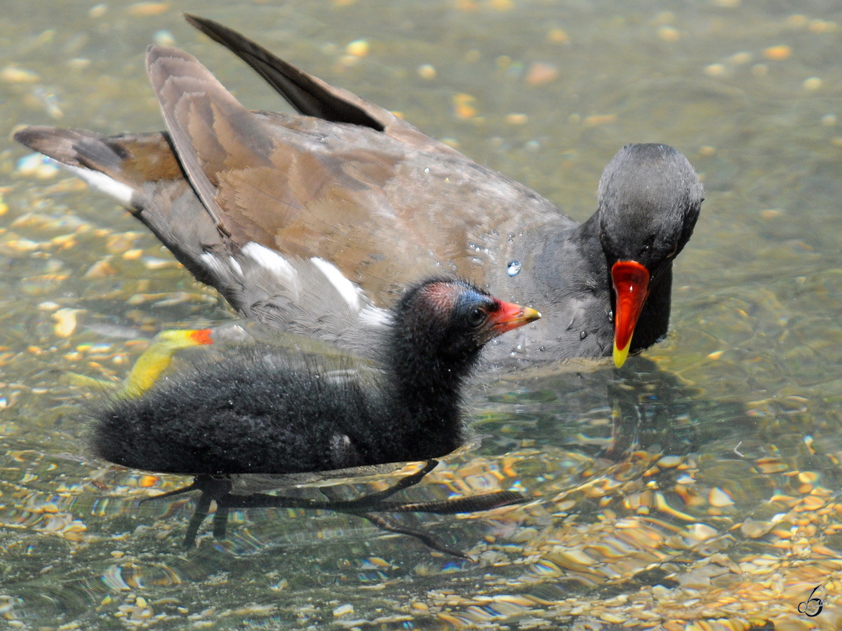 Eine Teichralle mit Nachwuchs. (Zoo DOrtmund, Juni 2010)