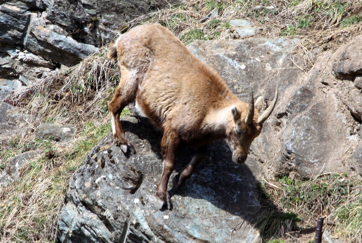 Eine trchtige Steinbock Geiss beim klettern in den Walliser Alpen; 10.04.2021
10.04.2021