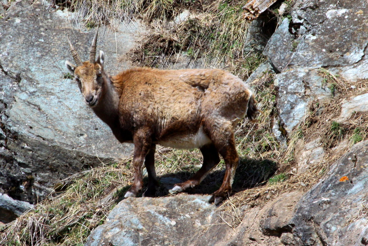 Eine trchtige Steinbock Geiss in den Walliser Alpen; 10.04.2021
10.04.2021