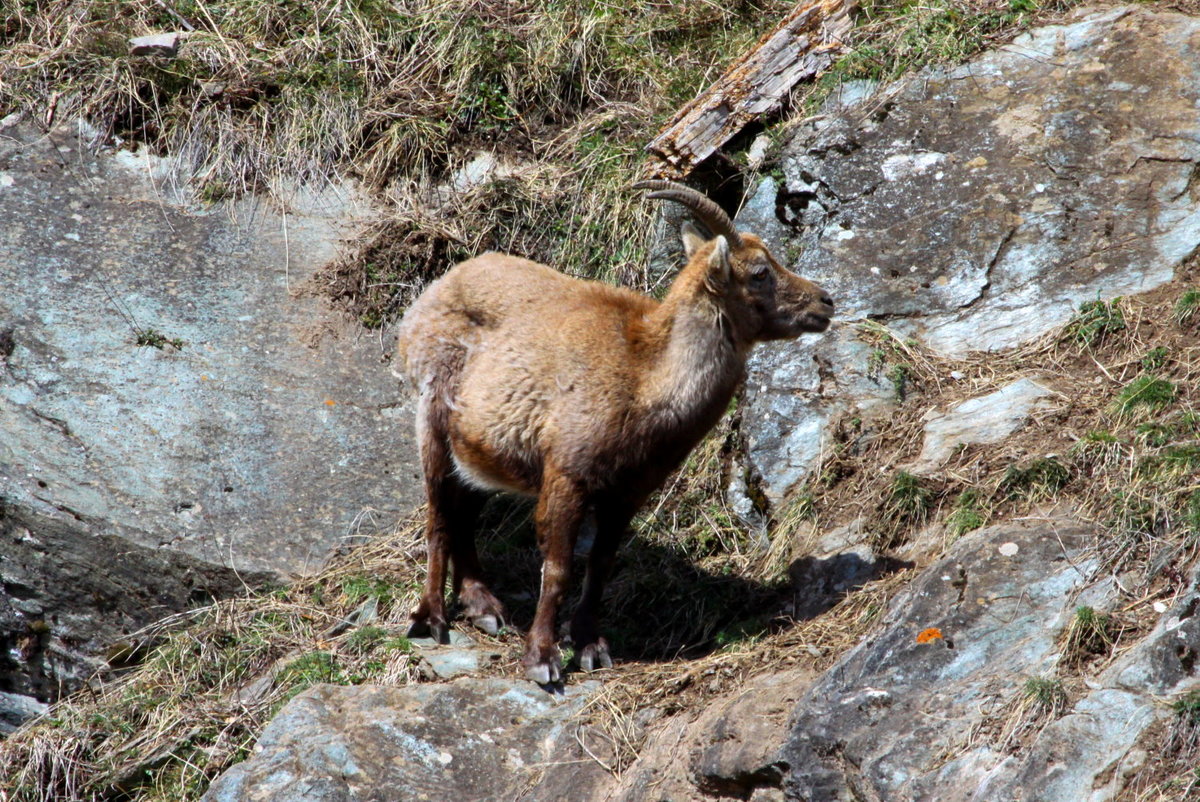 Eine trchtige Steinbock Geiss in den Walliser Alpen; 10.04.2021
10.04.2021