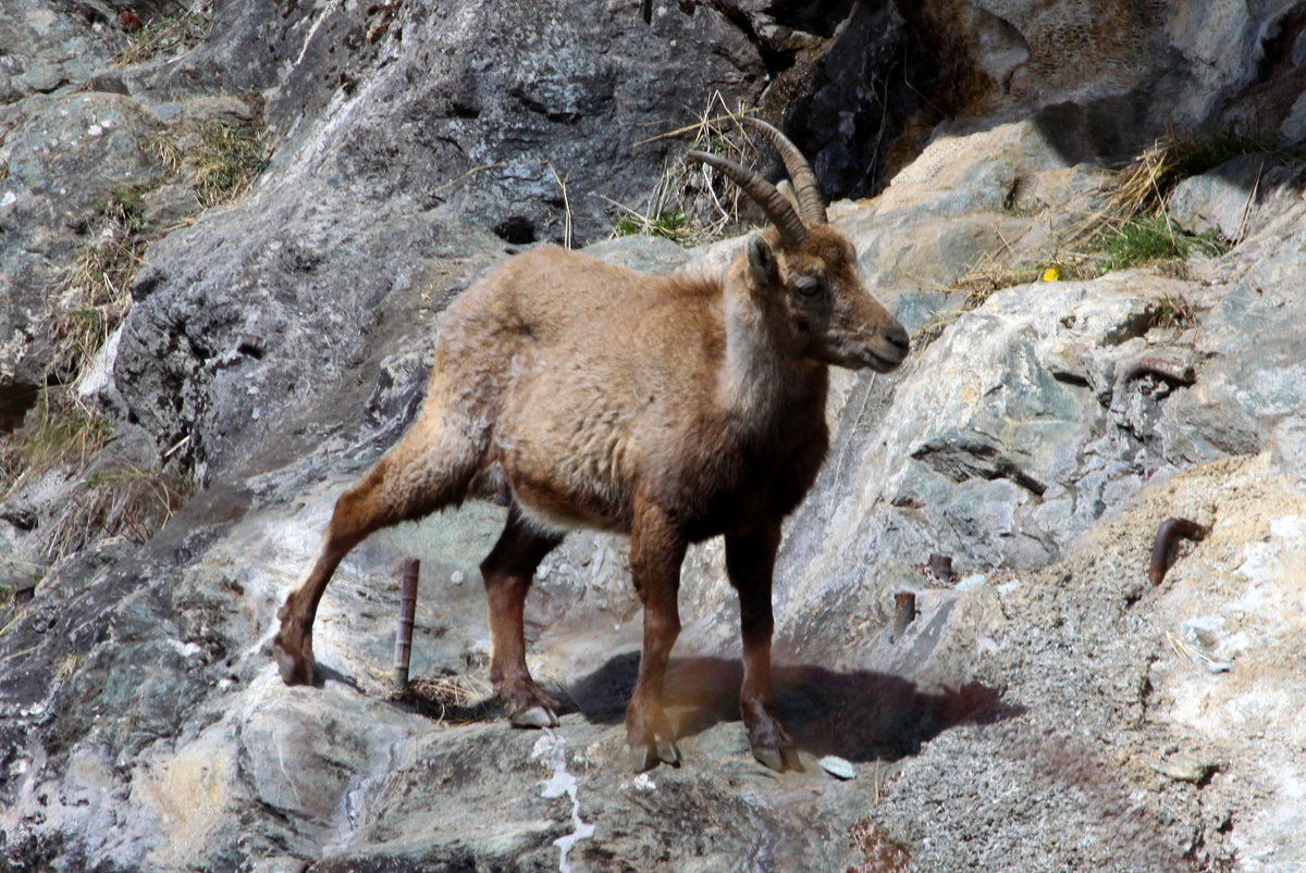 Eine trchtige Steinbock Geiss in den Walliser Alpen; 10.04.2021
10.04.2021