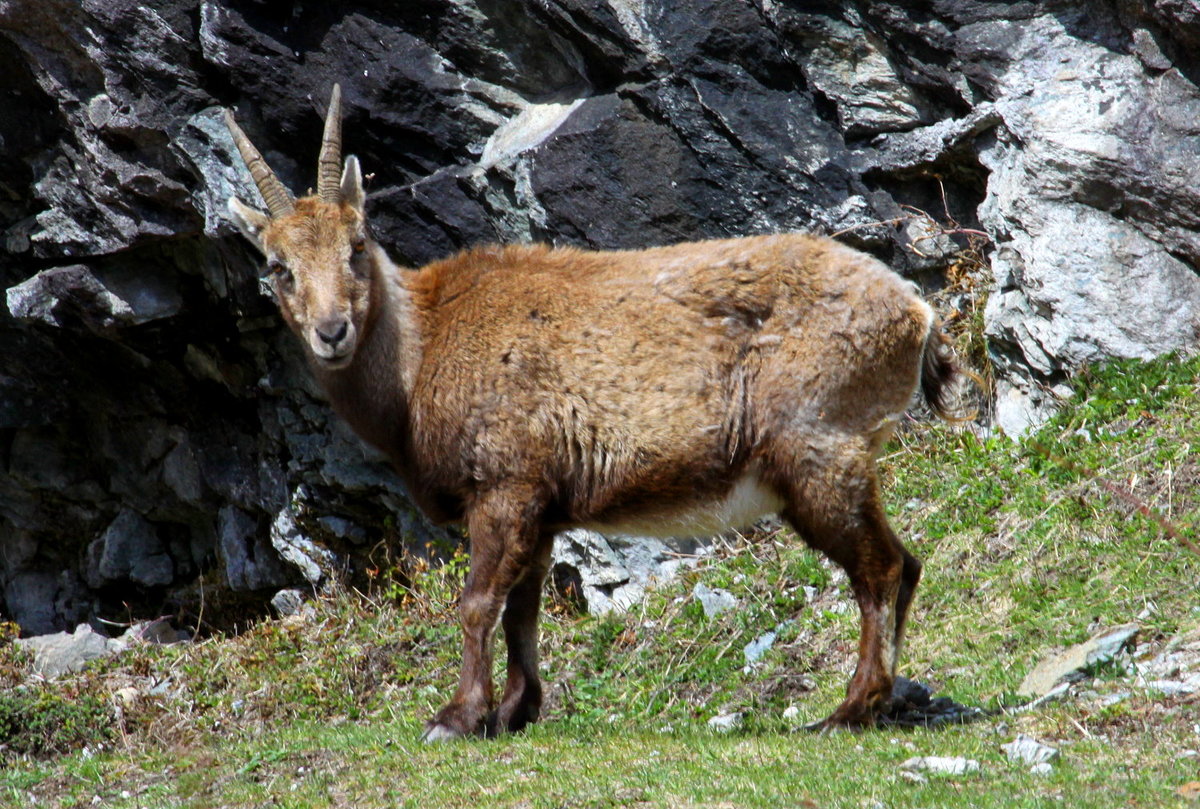 Eine trchtige Steinbock Geiss in den Walliser Alpen; 10.04.2021