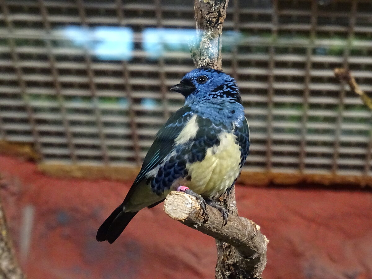 eine Trkistangare (Tangara mexicana) im Bergzoo Halle am 03.07.2022