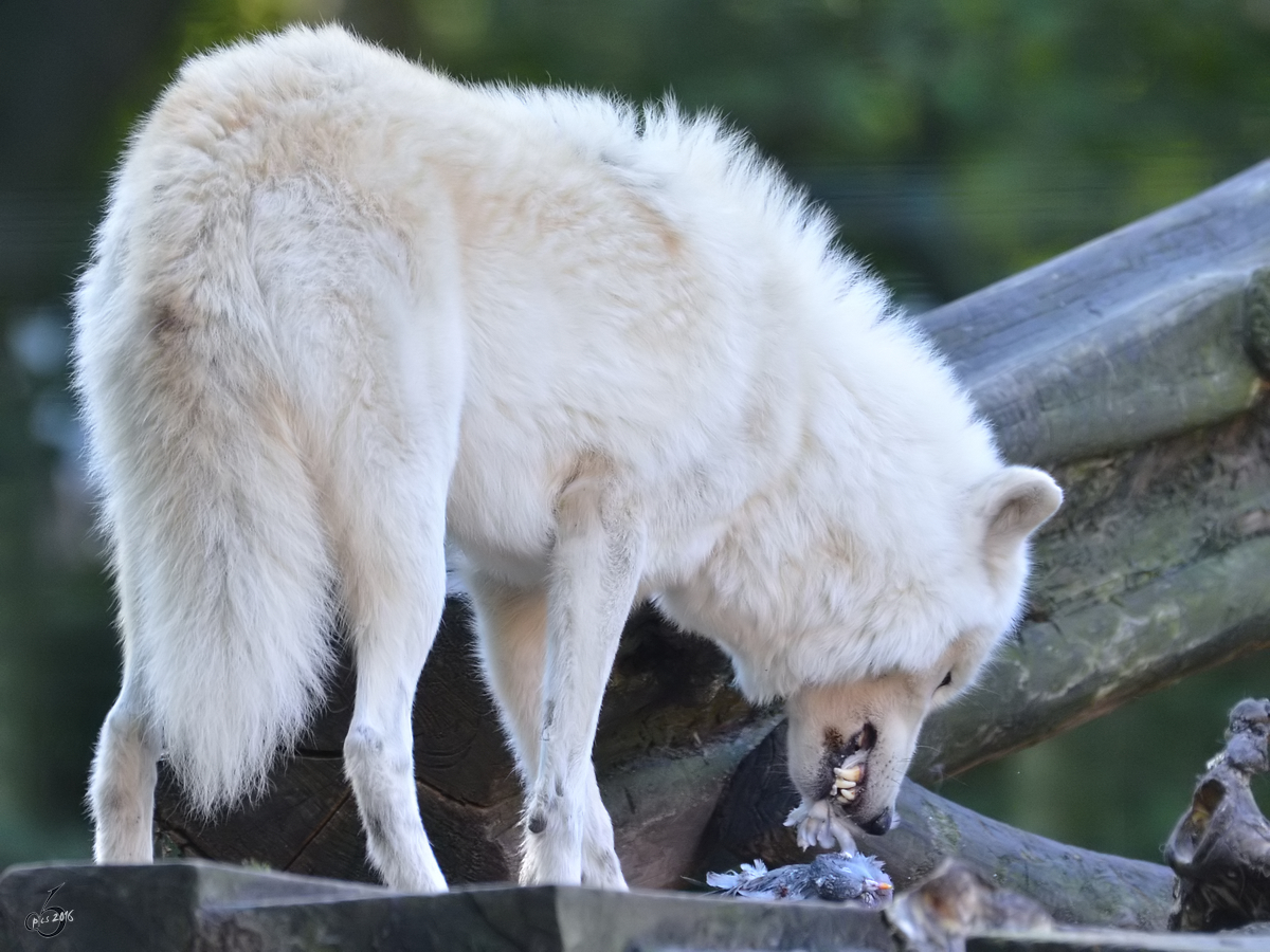 Eine unachtsame Taube findet ein unrhmliches Ende als kleiner Snack fr den Wolf. (Zoo Duisburg, Oktober 2011)