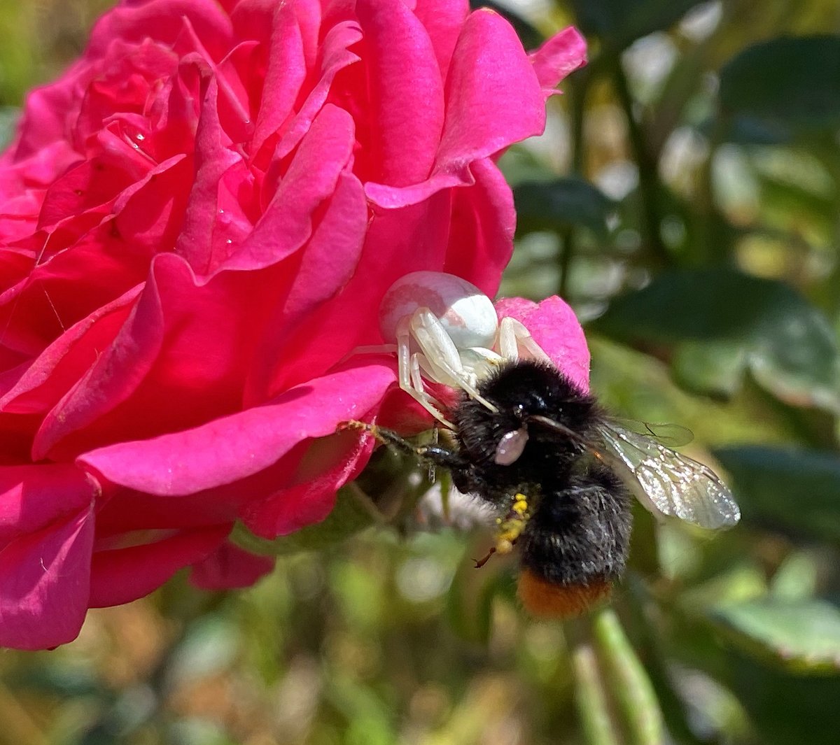 Eine vernderliche Krabbenspinne (Misumena vatia) - getarnt auf einer Rosenblte - hat erfolgreich Beute gemacht. Tirol, 18.06.2020.