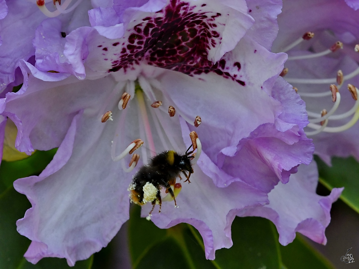 Eine  voll beladene  Hummel sammelt fleiig Bltenstaub am Rhododendron. (Hattingen, Mai 2022)