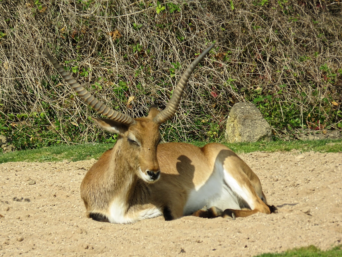 Eine Wasserbock im Zoo d'Amneville, 26.9.2017