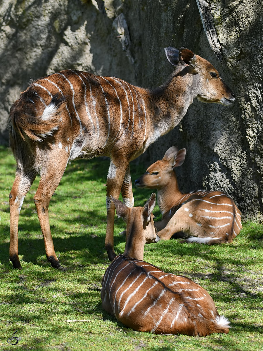 Eine Wasserkudu-Familie Ende April 2018 im Zoo Berlin. 