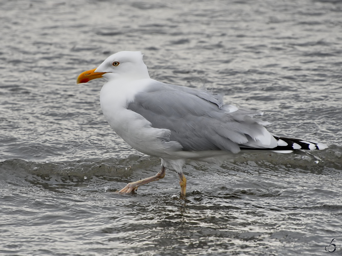 Eine weibliche Stockente wandert am Ostseestrand. (Priwall, Mai 2023)