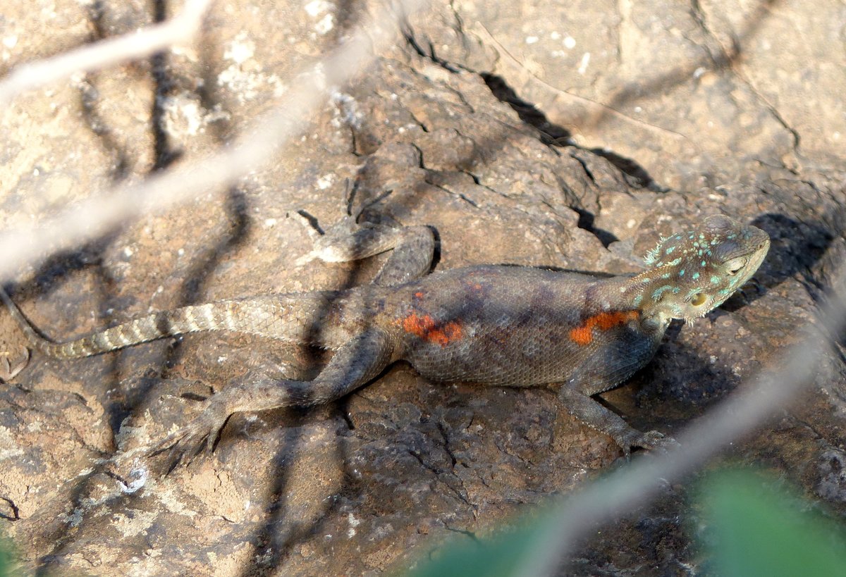 Eine weibliche, trchtige Siedleragame (Agama agama ) in Arba Minch ( thiopien ) am 1.5.2019