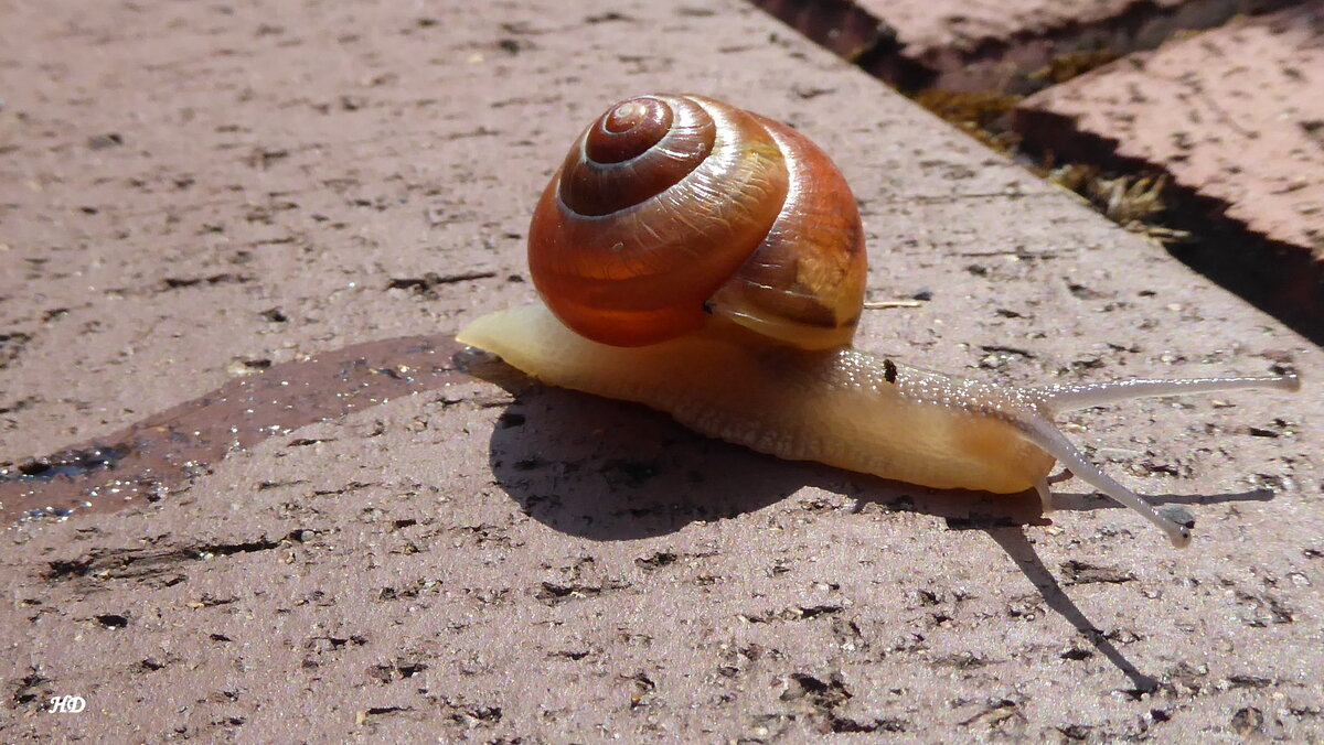 Eine Weinbergschnecke (Helix pomatia) auf ihrem Weg ber Pflastersteine zum rettenden Grn. Gesehen im eigenen Garten im Mai 2017.