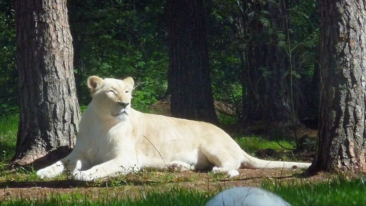 Eine weie Lwin im Serengetipark, 9.9.15