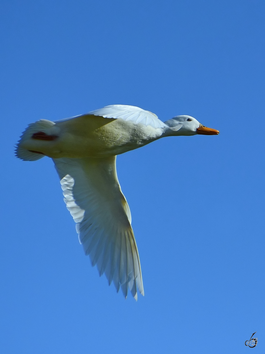 Eine weie Stockente im Flug. (Witten, April 2021)