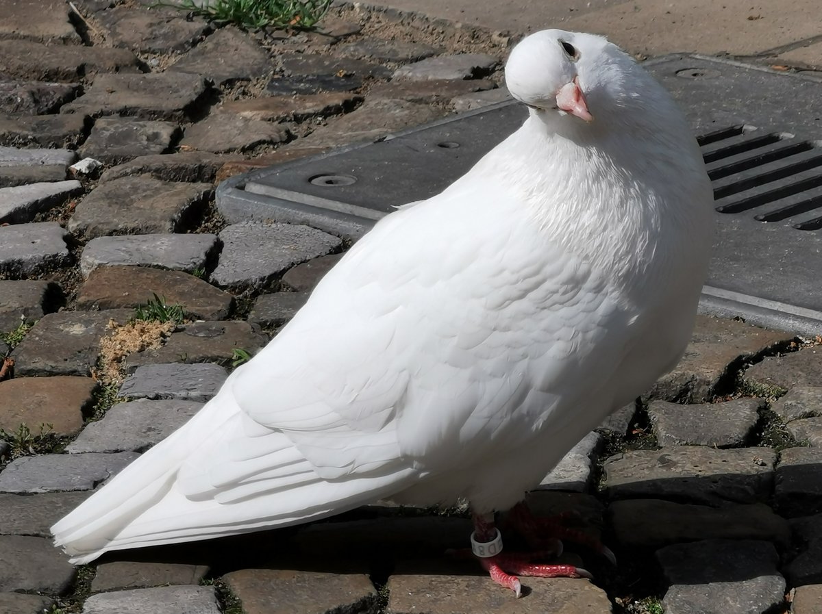 Eine weie Taube begutachtet die Kamera. Gesehen in Berlin am 15.06.2020.