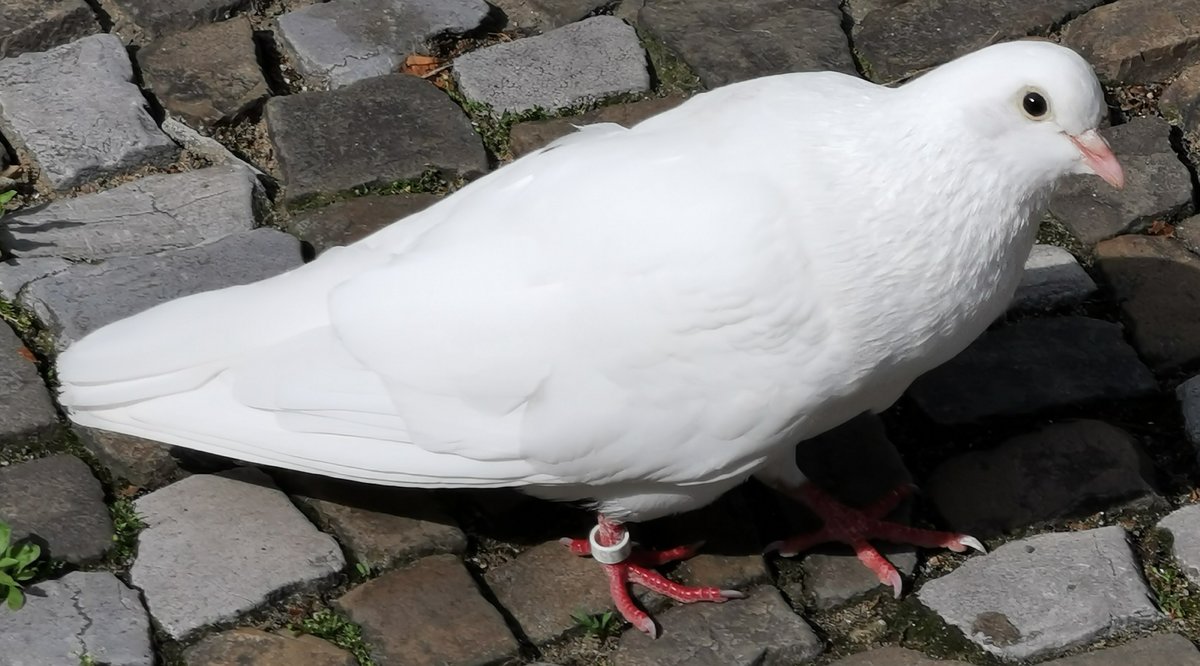 Eine weie Taube im Profil. Gesehen in Berlin am 15.06.2020.