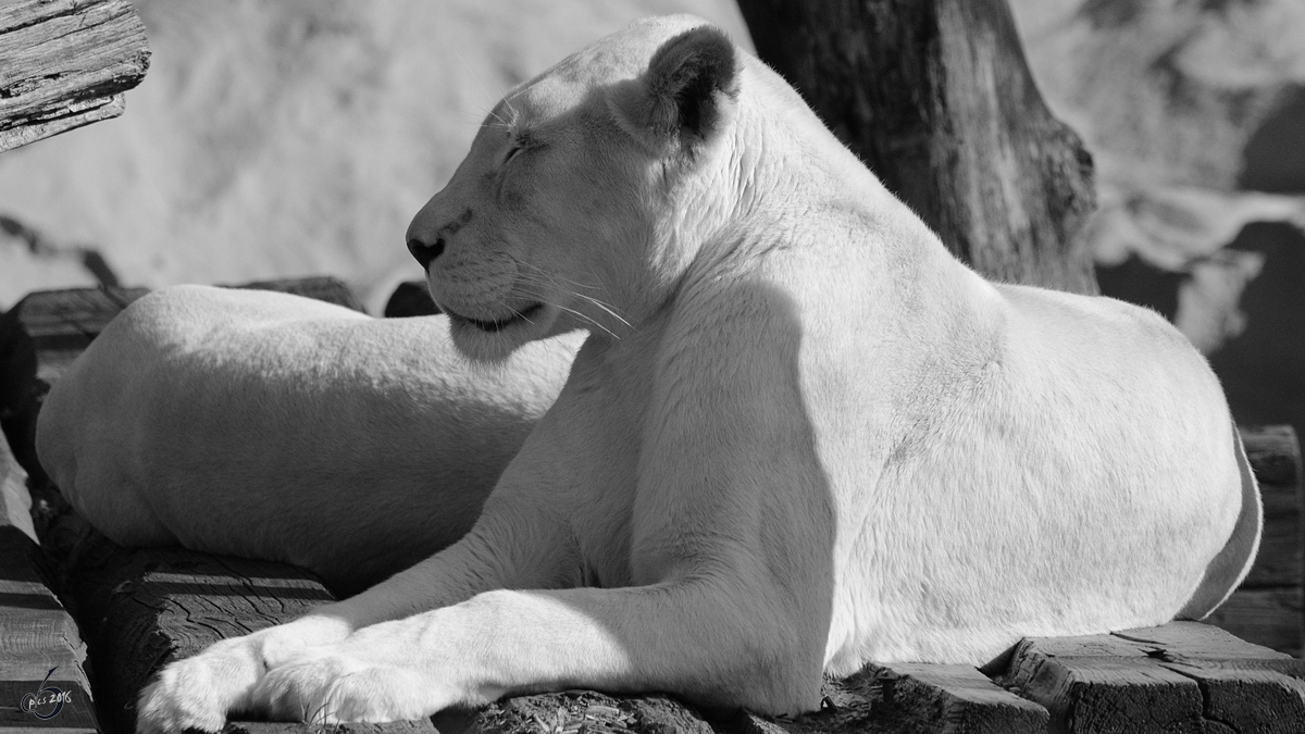 Eine weie Transvaal-Lwin im Zoo Safaripark Stukenbrock. (Oktober 2014)