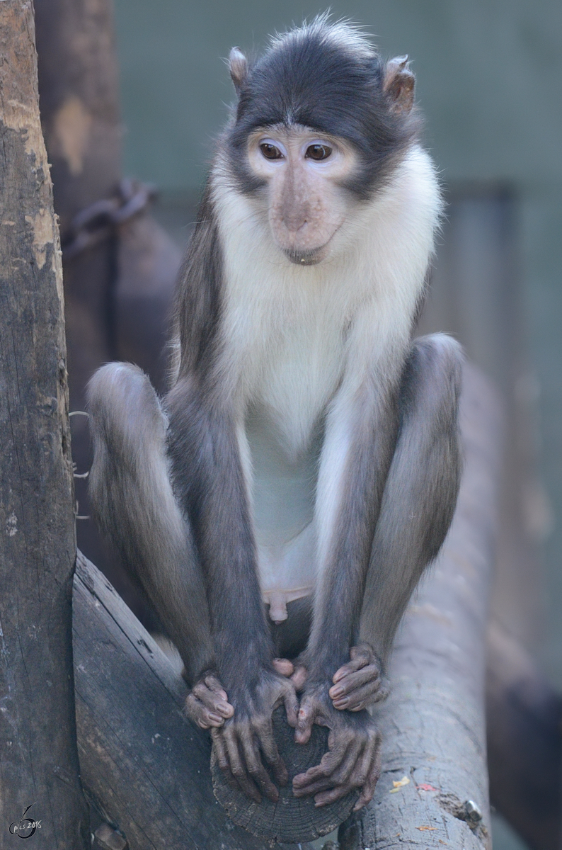 Eine Weinackenmangabe, fotografiert im Zoo Barcelona. (Dezember 2011)