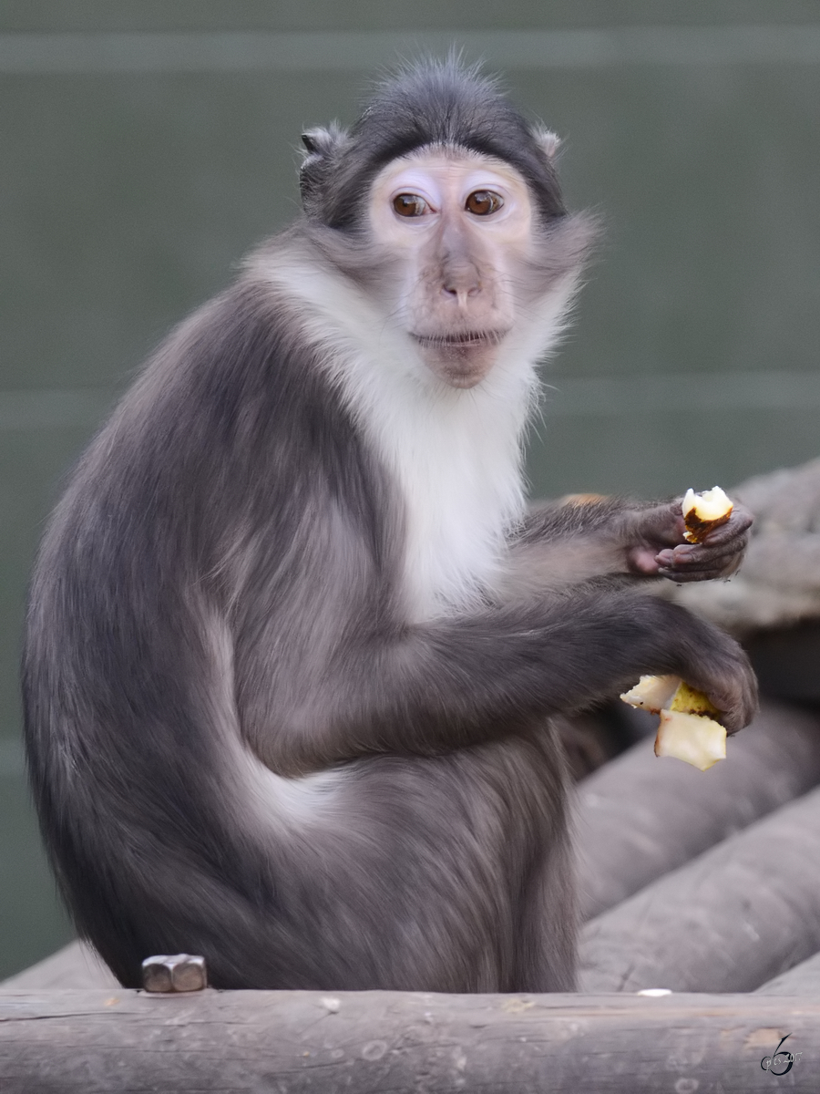 Eine Weinackenmangabe, fotografiert im Zoo Barcelona. (Dezember 2011)