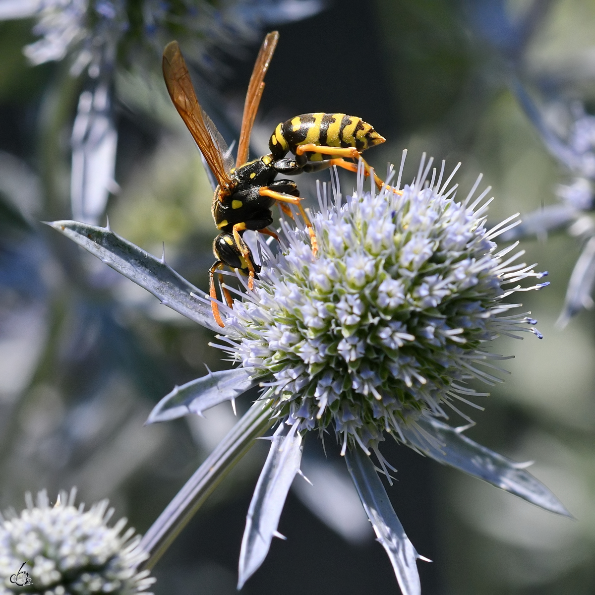 Eine Wespe im heimischen Garten. (Hattingen, Juli 2022)