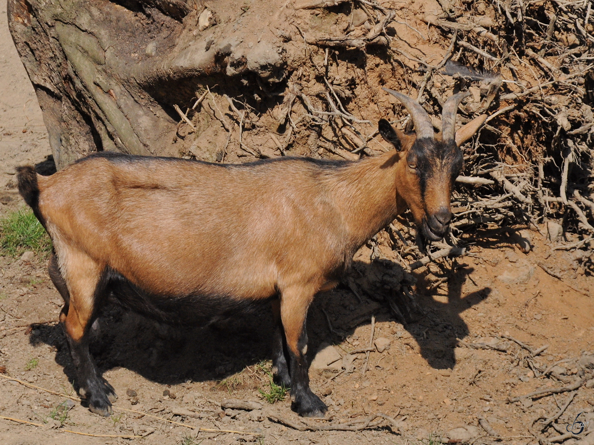 Eine Westafrikanische Zwergziege Anfang Juli 2010 im Zoo Schwerin. 