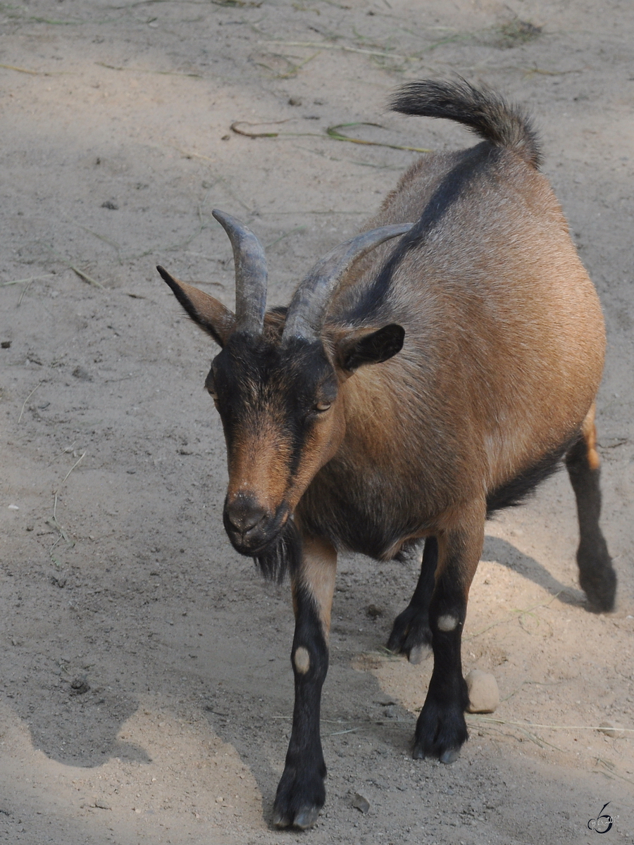 Eine Westafrikanische Zwergziege Anfang Juli 2010 im Zoo Schwerin. 