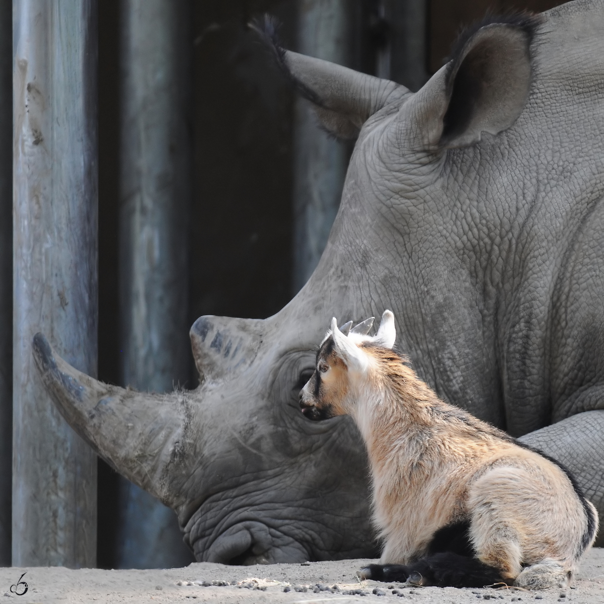 Eine Westafrikanische Zwergziege und ein Nashorn Anfang Juli 2010 im Zoo Schwerin.